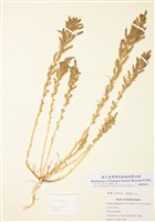 藏品(角萼鹼蓬)的圖片